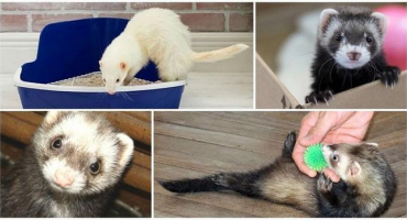 Proč fretka páchne a jak se doma zbavit jejího zápachu